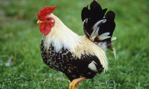 2026年属鸡的幸运色和禁忌色分别是什么，属鸡2026年最旺颜色有什么含义？