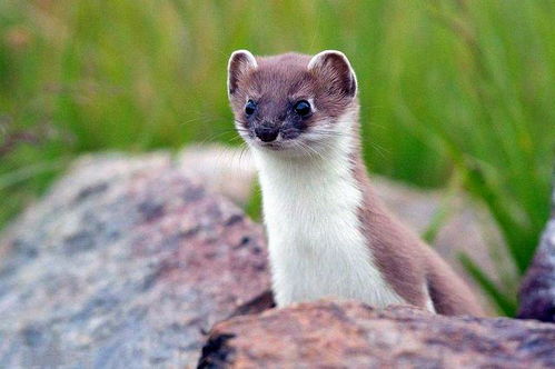 早晨出门遇黄鼠狼，是吉是凶？黄鼠狼过路，预示吉兆还是凶兆？