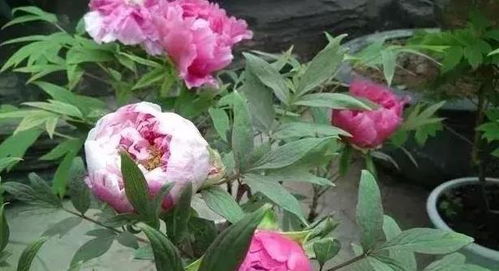 牡丹在家种植风水上合适吗？