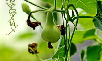 家里摆放风水葫芦，葫芦上刻有两个人像，请问这种葫芦风水效果如何？