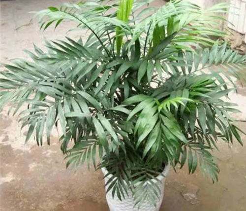 袖珍椰子在家中摆放真的具有改善风水的作用吗？