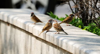 一、 成语溯源与哲学意蕴