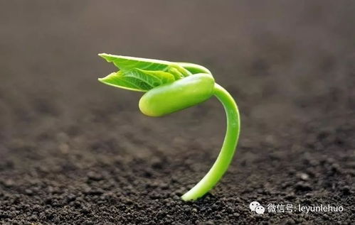 二、  植物生命状态与空间范围能量场的耦合关系