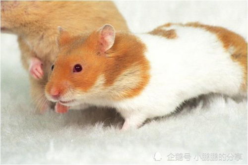 五、创立力潜能开发及商业活动实际价值评估