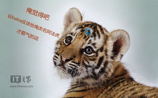 虎宝宝名字的来龙去脉