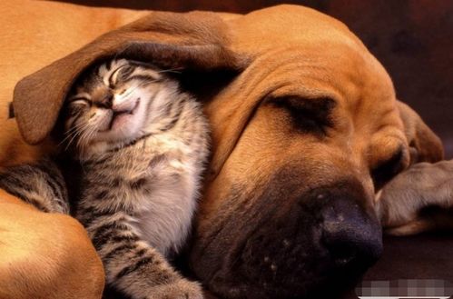 男狗女虎婚姻命运如何改写能带来好运？