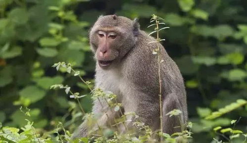 属猴男2026感情婚姻状况如何？预示着怎样的爱情和婚姻走向？