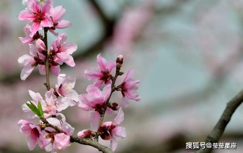 桃花代表哪个生肖？桃李打一生肖是什么生肖的象征？