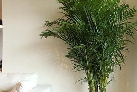 室内适合养什么植物风水学，室内最好养的植物风水推荐有哪些？