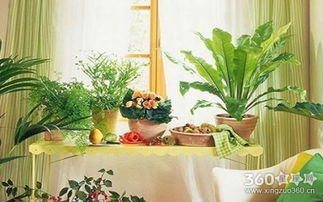 2. 多肉植物在卧室空间的湿气隐患