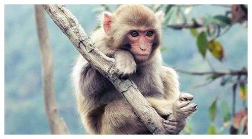 属猴人虎年感情如何，一生命运会否因虎年而改变？