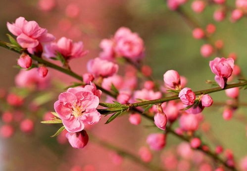 2026年哪些生肖会遭遇桃花劫，咸池桃花具体是什么含义？