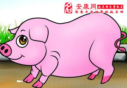 属猪的人养什么花可以提升运势，种什么花最有利于财运？