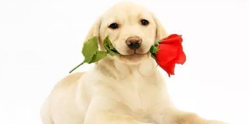 一、 生肖解读：犬为木之相生