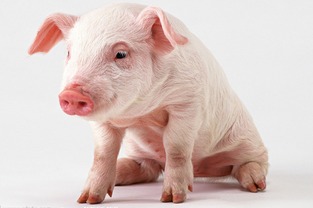 83年属猪男性格脾气有哪些缺点，具体表现是怎样的？