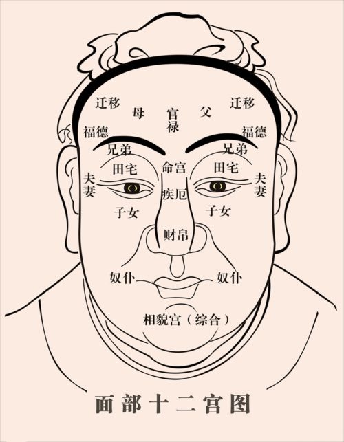 四、 手掌坤宫饱满——行动力与承受力并存