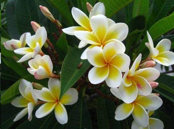 鸡蛋花风水对好运有何影响？