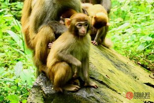 1992年属猴的人婚姻状况如何，他们的婚姻大事有哪些特点？