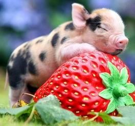 2026年属猪女性格特点及幸运图片具体含义是什么？