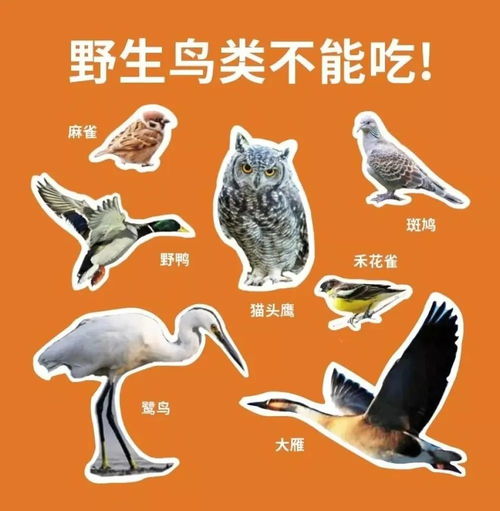 啊！养泥鳅居然有这么多讲究？看完惊呆啦！