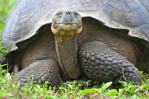 一、 乌龟生物学特性及其文化底蕴符号化进程