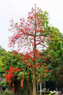 1. 民间信仰中的樟树