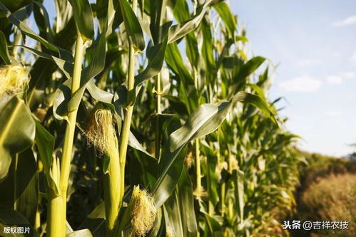 施肥管理：滋养生命力的根本保障