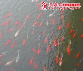 周公解梦中梦见钓到许多鱼究竟预示着什么吉祥的征兆或有什么特殊含义呢？