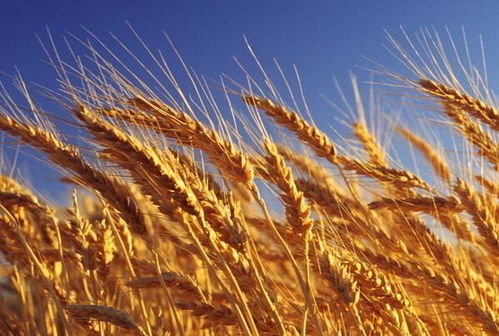 噩梦预警！晒麦子的女人要倒大霉了