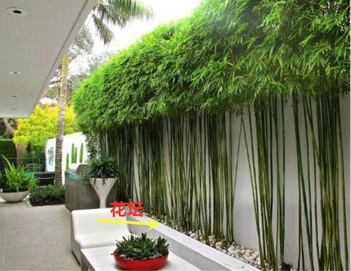 1. 种植数量及布局原则