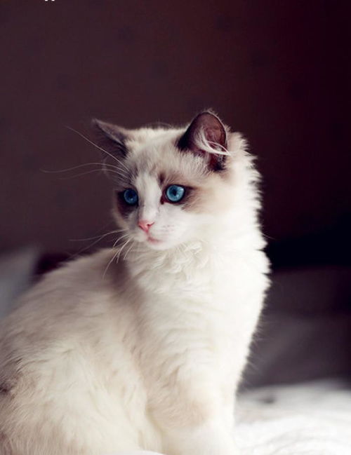 震惊！惠州梅园门票价格大揭秘，2026年属马人必看黄历！