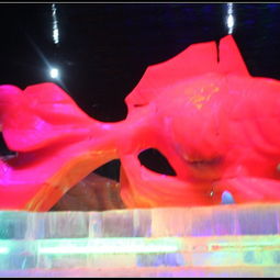 美食体验：冰镇猪饲料