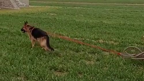 将犬马之劳是哪个生肖？愿效犬马之劳是什么意思？