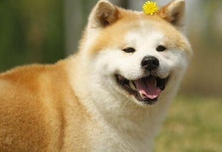 2026年属狗全年运势详解，完整版运势具体内容是什么？