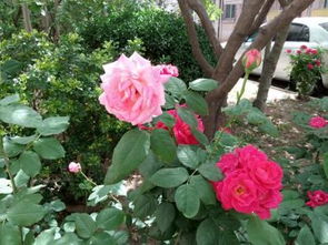 月季花和风水那些破事儿