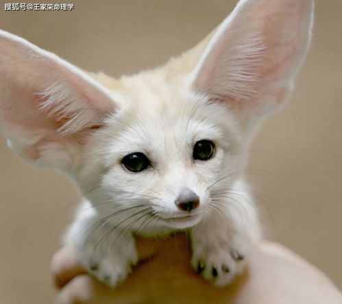 割须换袍代表什么生肖？染须种齿打一生肖是什么生肖？