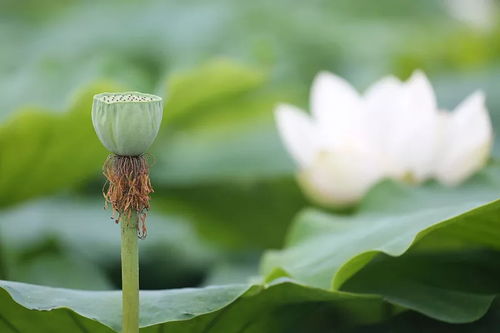 青丝散落的深层寓意与文化象征