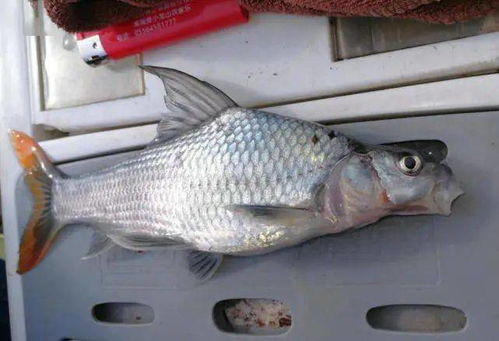 菜市场购买的鱼嫩否适宜放生至长江，符合生态平衡与放生原则？