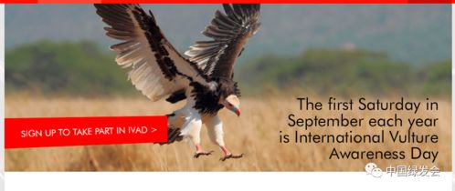 遇到秃鹫吉凶，日本秃鹫预示着什么？