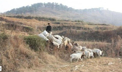 四、 羊之象征：汉代文献中的吉祥意涵