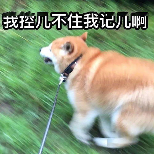 序 狗夜哭惊动村中，不容简单道村中鬼影现是为何？