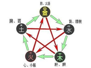 1.2 五行平衡与人体发育的关联