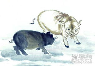 正月出生属猪的人命运究竟如何？