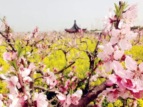 主战场：南汇桃花村到底是个什么来头