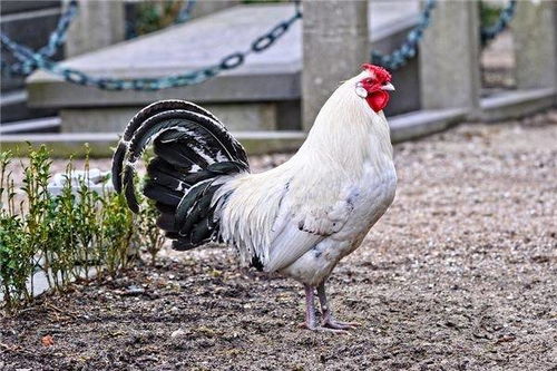 2026年属鸡的人下半年运势如何，是不是会很惨？