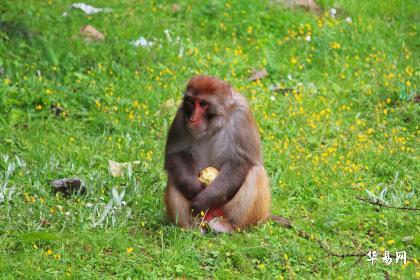 属猴2026年六月财运如何？财运分析具体是什么？