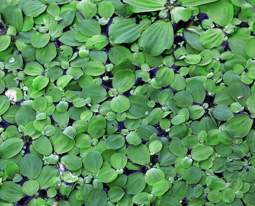 28和阔水浮萍，豪气生离的行踪无定数，这是凶兆吗？