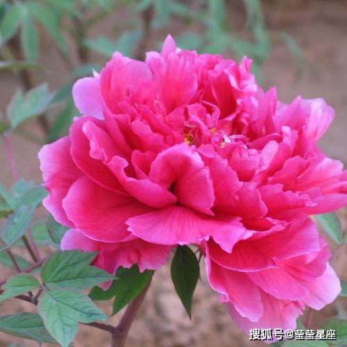 牡丹象征哪个生肖？十二生肖中牡丹代表哪种动物？