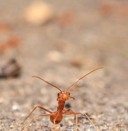 未成熟豆荚=撕逼预警？