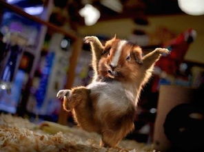 年方二八属什么生肖？二八姑娘巧上妆暗示哪个生肖？